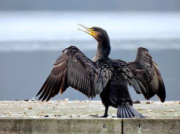 Der Kormoran von Maickel Dedeken