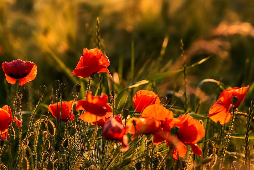 Abendsonne von Friedhelm Peters