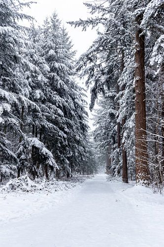 Besneeuwde dennenbomen in het bos, met daartussen een pad naar iets....
