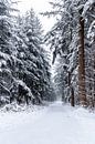 Verschneite Kiefern im Wald, mit einem Pfad zu etwas zwischen.... von Henk Van Nunen Fotografie Miniaturansicht