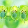 Close-up van de Wolfsmelk ( Euphorbia). Tweeluik. van Birgitte Bergman