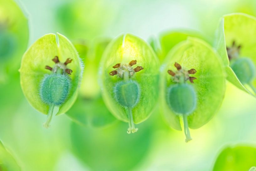 Close-up of the spurge ( Euphorbia). Diptych. by Birgitte Bergman