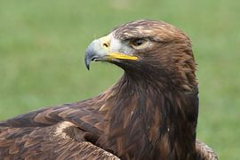 Portrait d'un aigle royal sur Ronald Pol