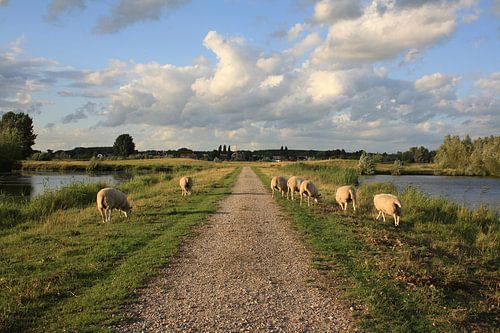 Away with Grazing Sheep