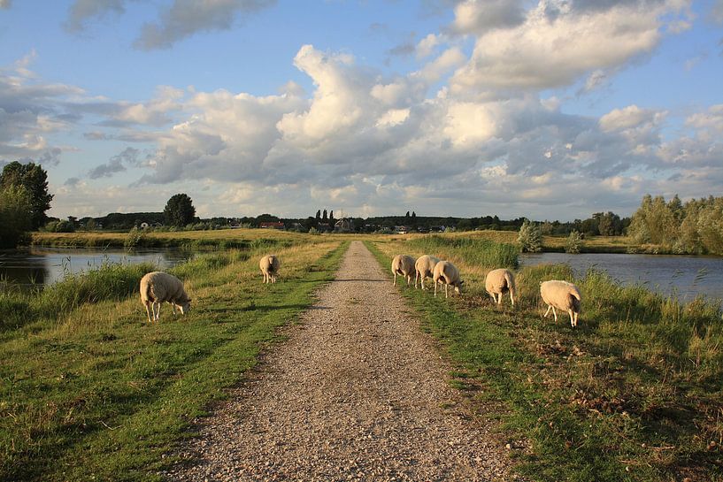 Away with Grazing Sheep by Masterpiece Living