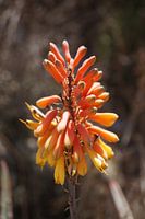Ethiopische Bloem
