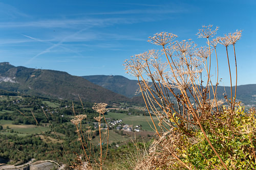 Fleurs en ombelle.
