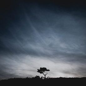 De eenzame boom van Hee van Bram Veerman