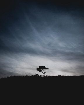 L'arbre solitaire de Hee sur Bram Veerman