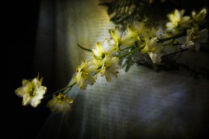 flowers on a table von Tejo Coen