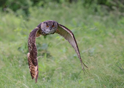 The imposing European Eagle Owl