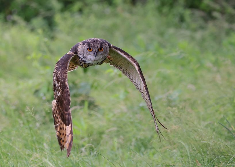 The imposing European Eagle Owl by Natascha Worseling