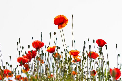 Tu me rends heureux - coquelicots