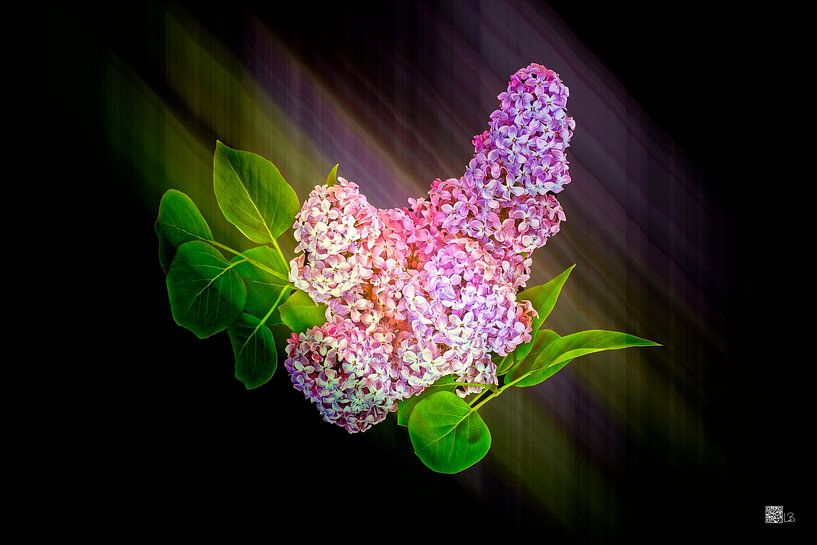 Fliederblüte von Leopold Brix