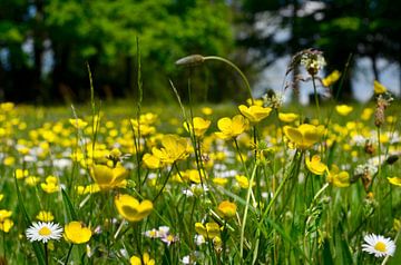 Feld mit blühenden Butterblumen von Corinne Welp