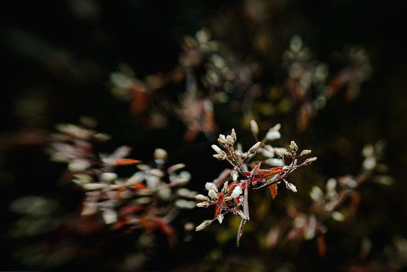 Charms-Of-Nature von Hiske Boon