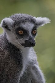 Ring-tailed lemur by Ron Meijer Photo-Art