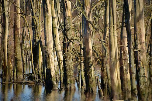 Bomen die pootje baden in de Biesbosch