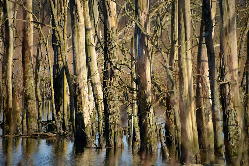 Bomen die pootje baden in de Biesbosch van FotoGraaG Hanneke