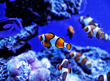 A group of clownfish in its underwater world