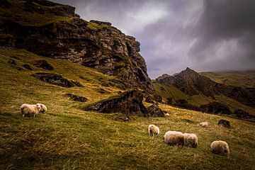 Grazende schapen in de IJslandse bergen van Cindy Dijksman