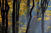 Herfst in Holland par Roelof Foppen Aperçu