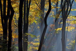 Autumn in the Dutch Woods sur Roelof Foppen