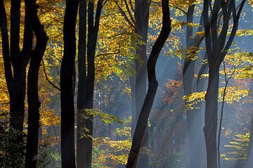 Autumn in the Dutch Woods