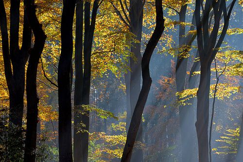 Autumn in the Dutch Woods by Roelof Foppen