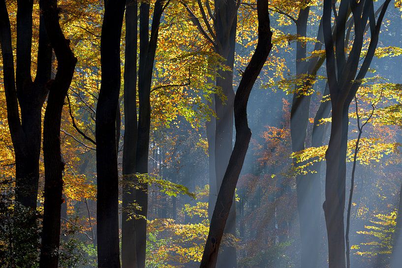 Holland im Herbst von Roelof Foppen