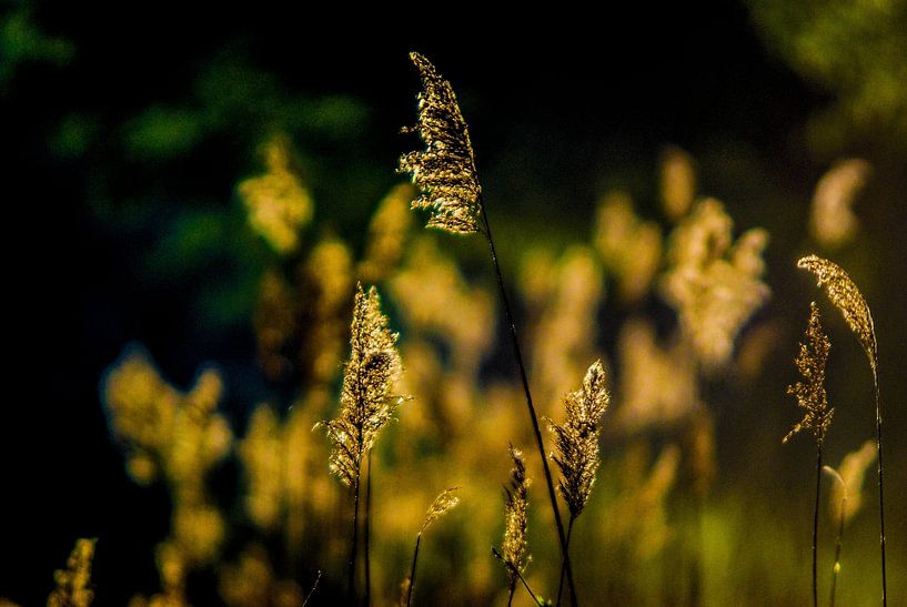 reeds, cane by Norbert Sülzner