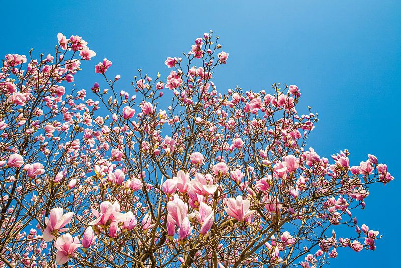 Tulip magnolias in bloom by Werner Dieterich