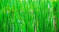 Groen als gras