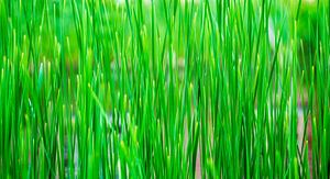 Groen als gras von Daniël Steenbergen