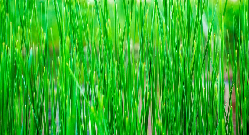Groen als gras van Daniël Steenbergen