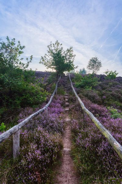 Posbank - Nederland by Roy Poots