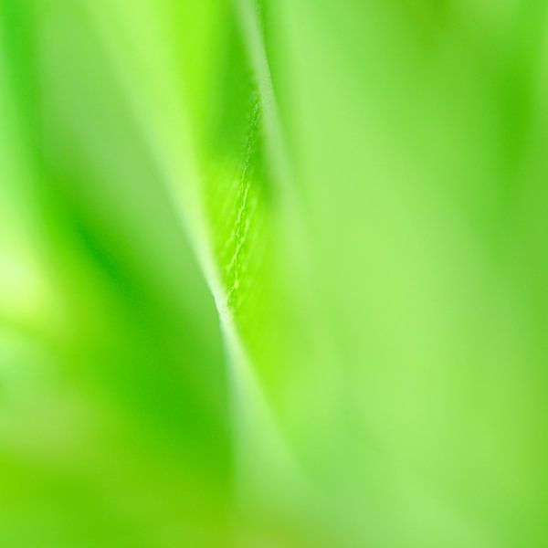 GreenLeaf by Anja van Rijen