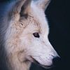 Hudson Bay wolf by Mark Zanderink