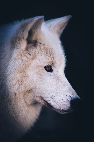 Hudson Bay wolf von Mark Zanderink