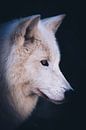 Hudson Bay wolf van Mark Zanderink thumbnail