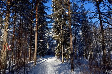 La piste vers la Laponie sur Christer Andersson