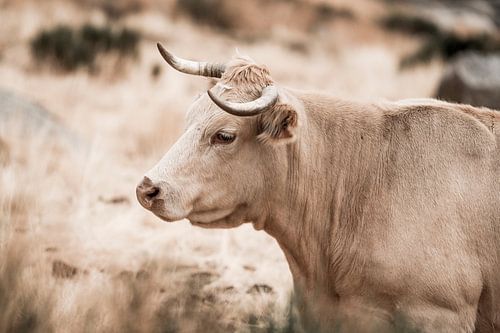 Majestueux et calme Force silencieuse une vache dans les champs