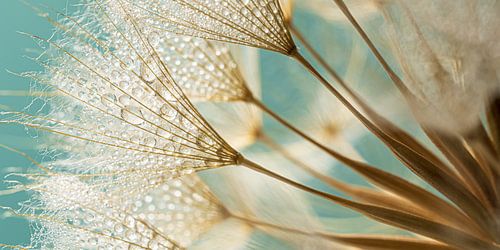 Warm landelijk panorama: Goudbruine pluisjes met turquoise