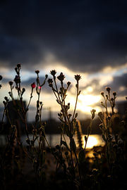 Fleurs sur SVPhotographie