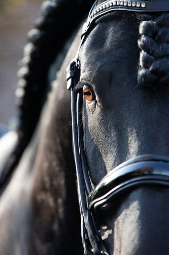 A graceful looking Frisian