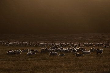 Schafherde im ersten Morgenlicht