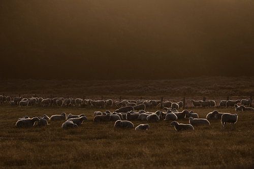 Schafherde im ersten Morgenlicht