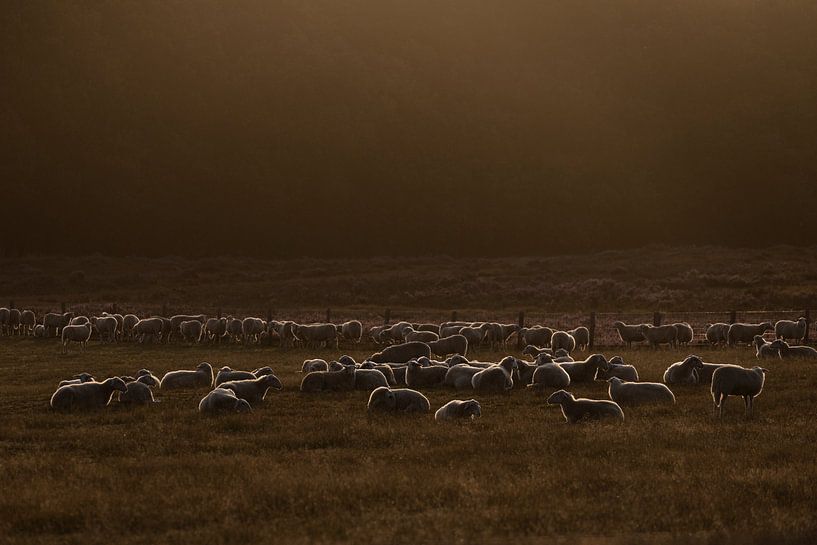 Sheep herd in first morning light by Arjen Heeres