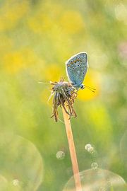 A butterfly on a withered dandelion