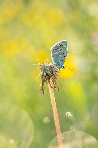 Un papillon sur un pissenlit fané sur Moetwil en van Dijk - Fotografie